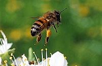 Bee aware