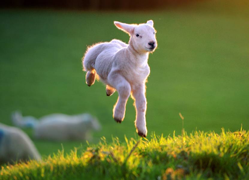spring-lamb.jpg (831×600)