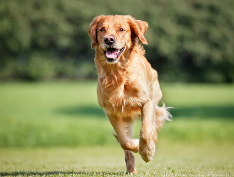 The best foods for a healthy dog - Candis
